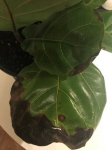 Browning leaf tips and margins