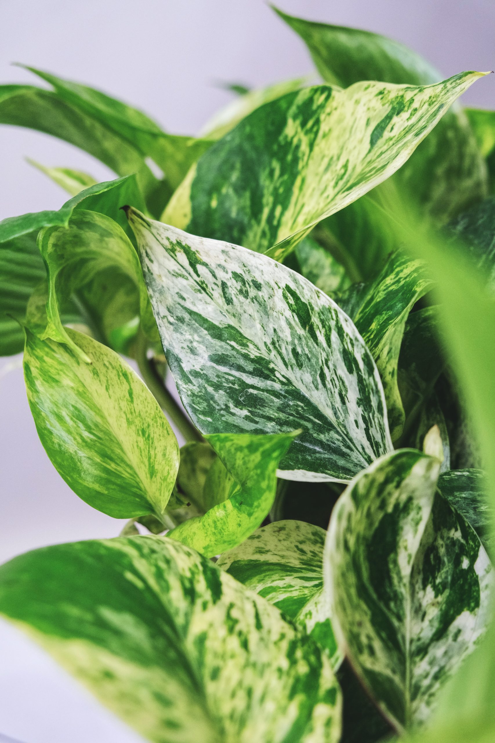 The Complete Golden Pothos Care Guide