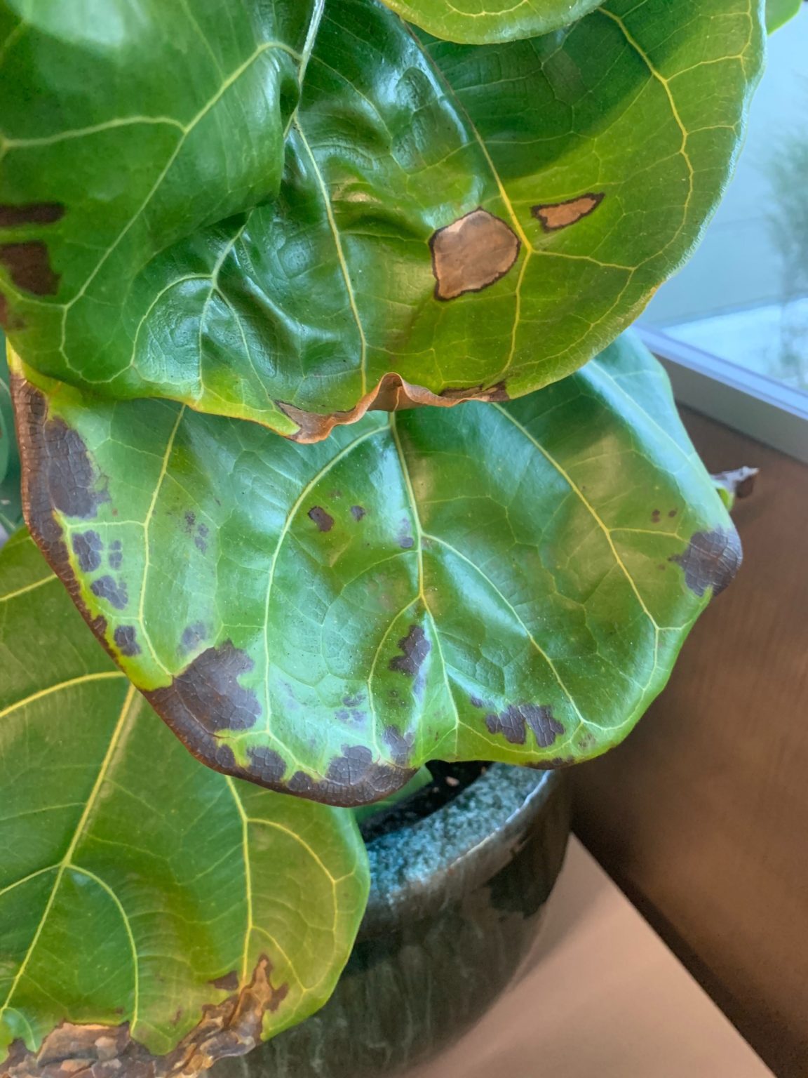 Brown Spots on my Fiddle Leaf Fig | Houseplant Resource Center