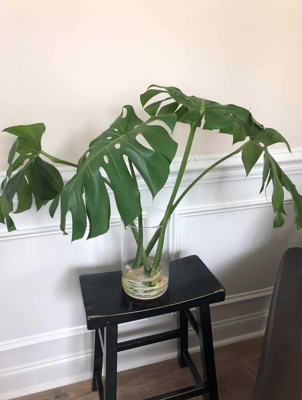 Propagated cutting of a monstera plant.