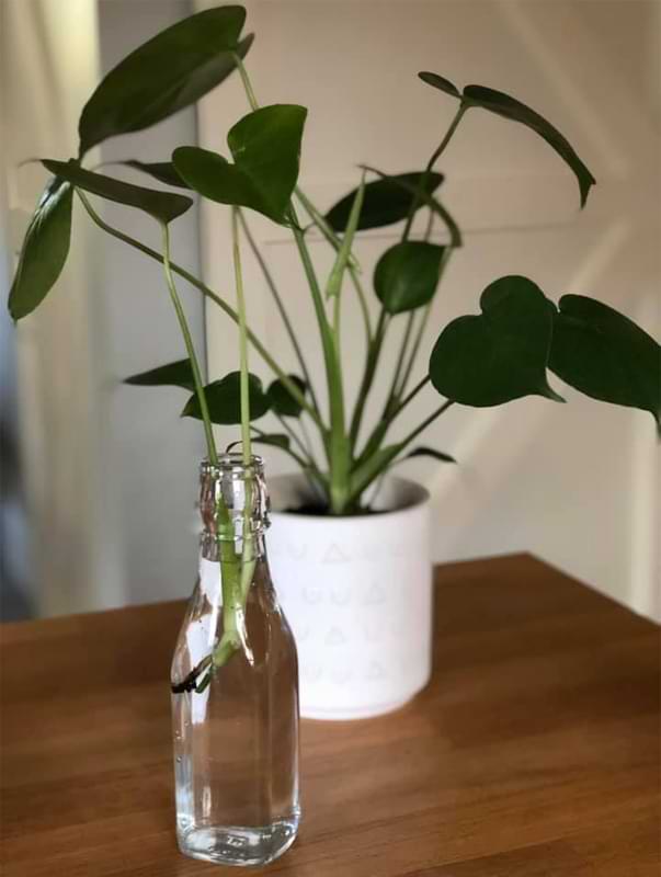 Monstera cutting in clean distilled water.