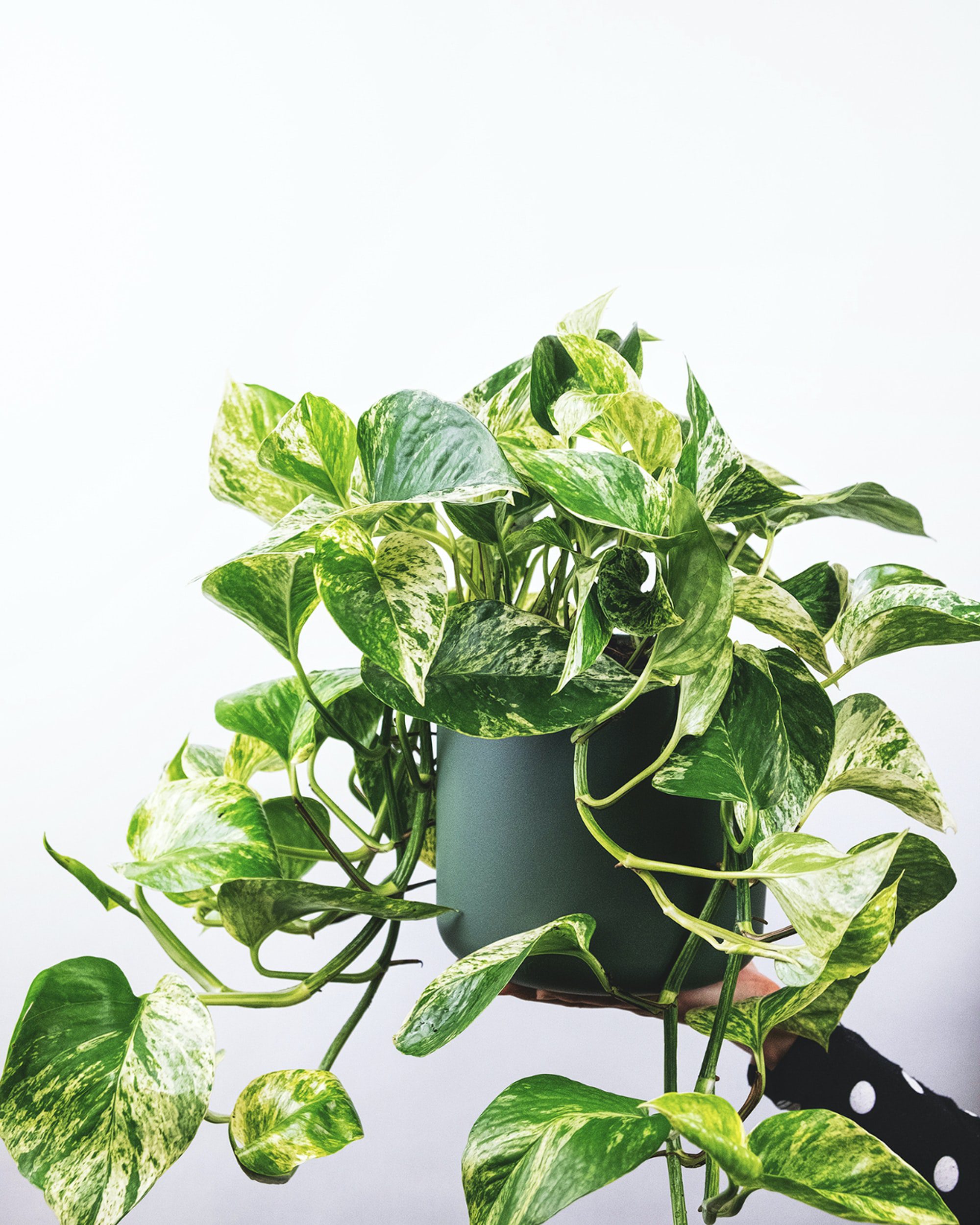 The Ultimate Guide to Pothos Varieties
