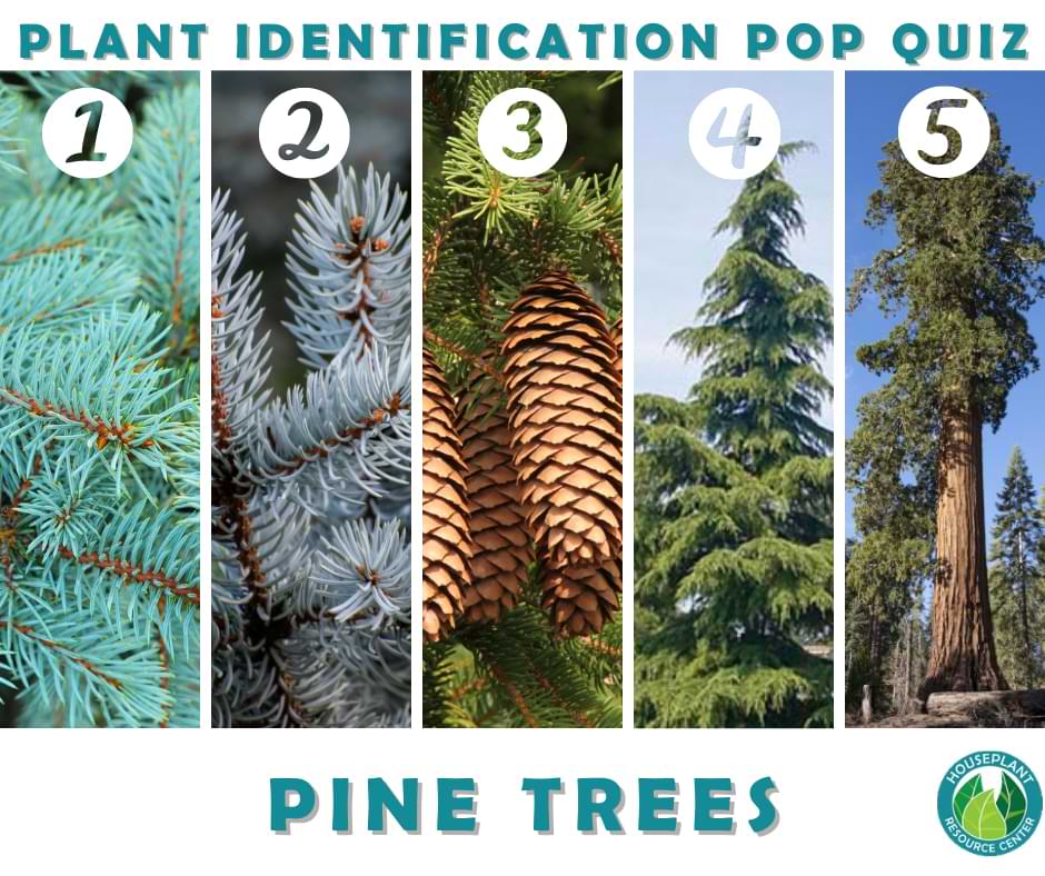 Plant Identification Pop Quiz: How to Identify Pine Trees