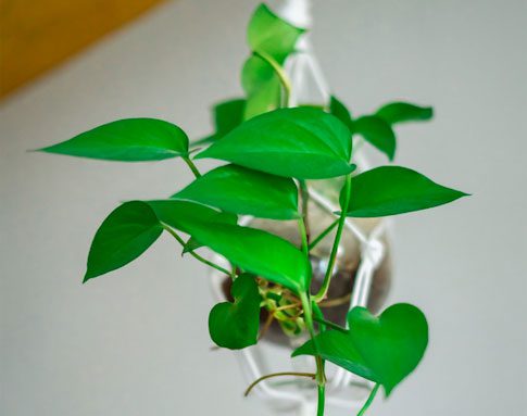 The Ultimate Guide to Philodendron Varieties