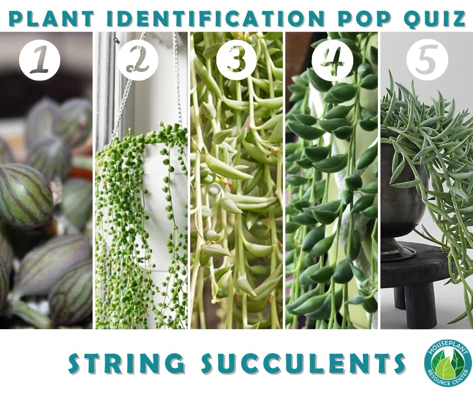 String succulents are beautiful, quirky, sometimes look otherworldly. Here are the answers to our string succulent identification quiz.