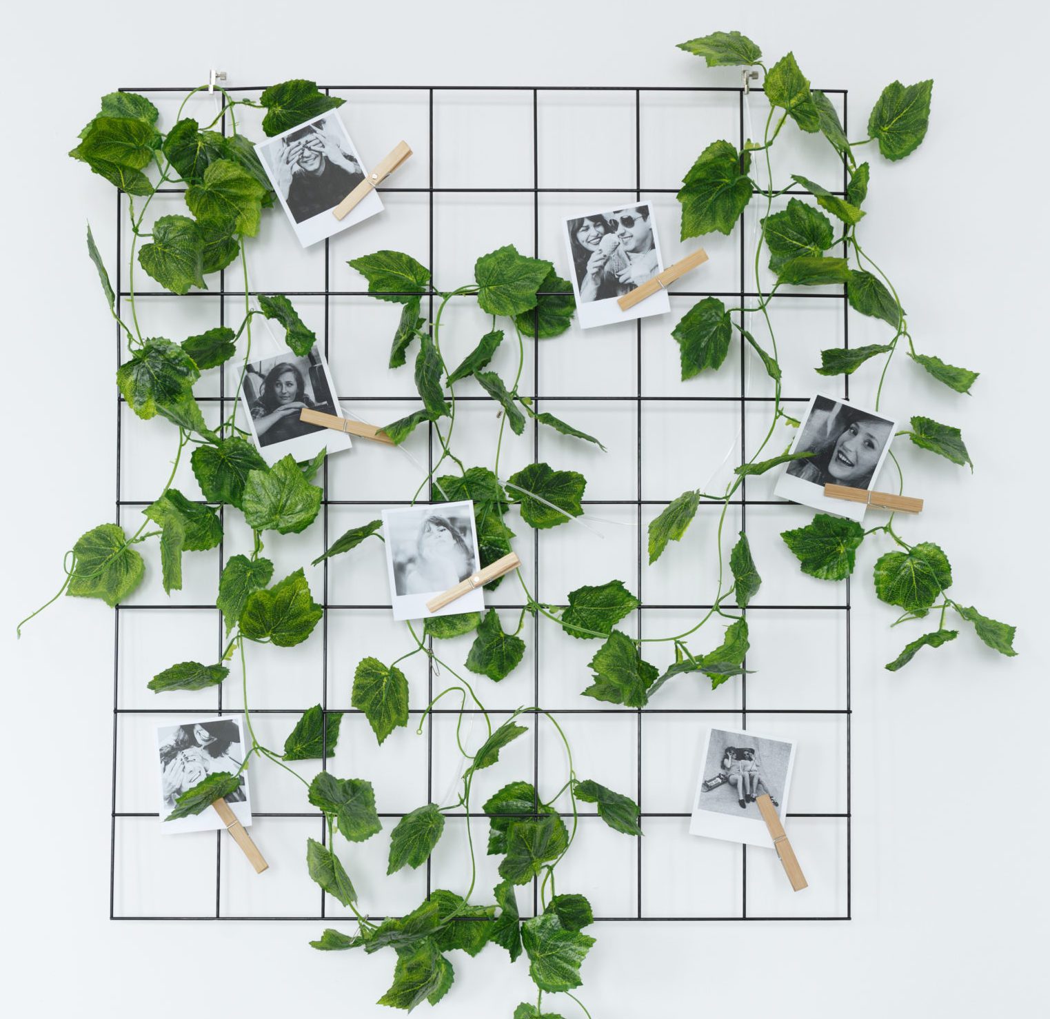 The Ultimate Guide to Indoor Ivy Varieties