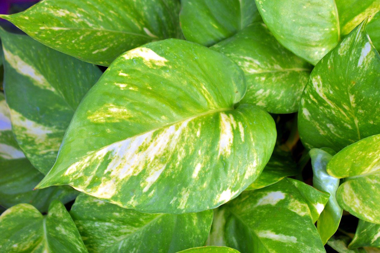 How Should You Water Pothos Plants?