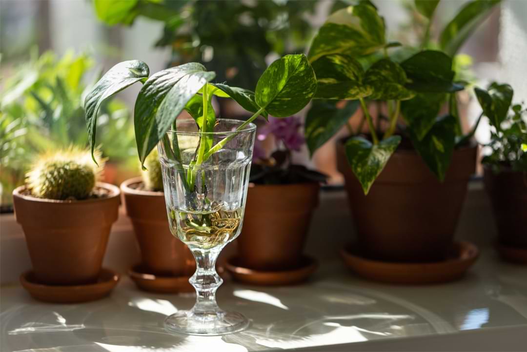 How often should you fertilize a pothos plant