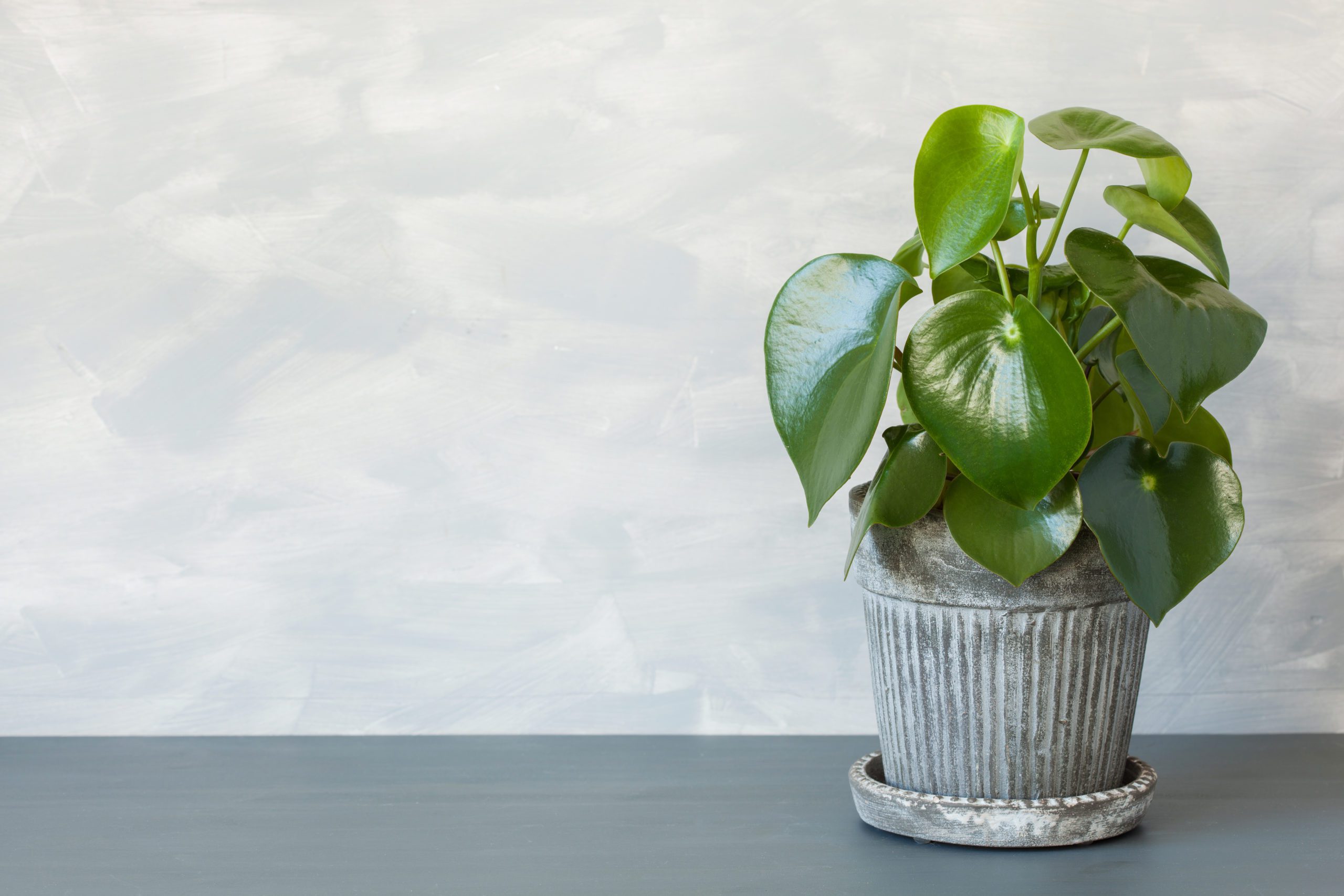 How to Care for Peperomia Plants