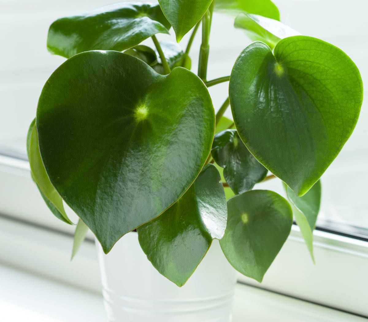 How Often to Water a Peperomia Plant