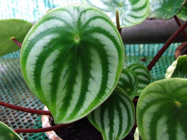 The Ultimate Guide to Peperomia Varieties