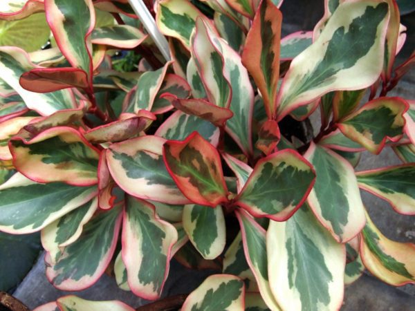 The Ultimate Guide to Peperomia Varieties