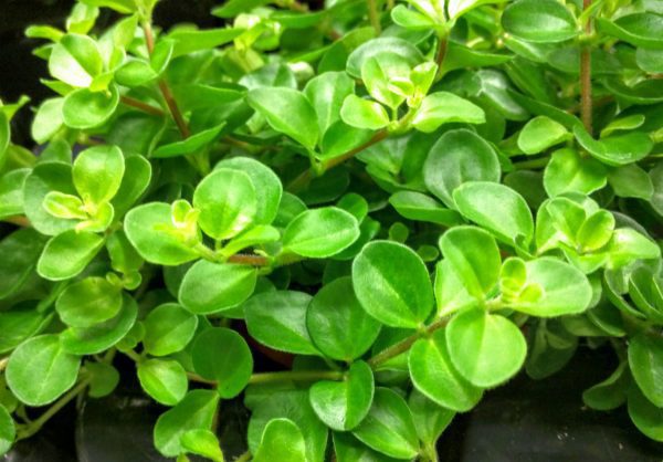 The Ultimate Guide to Peperomia Varieties