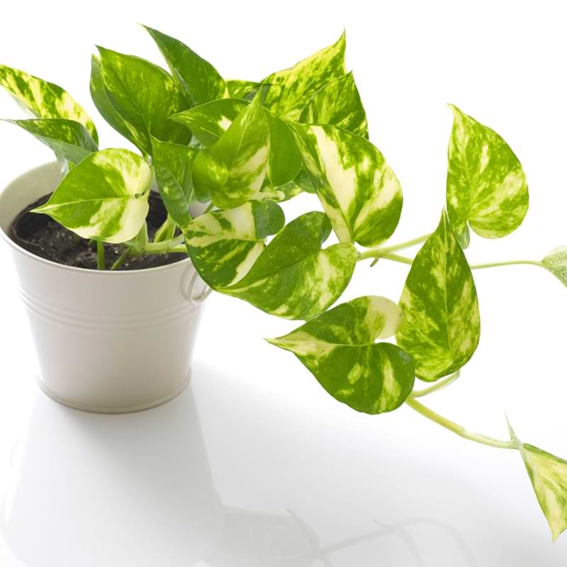 So we thought we’d give you a rundown of how and when to repot your pothos plant for maximum health and growth.