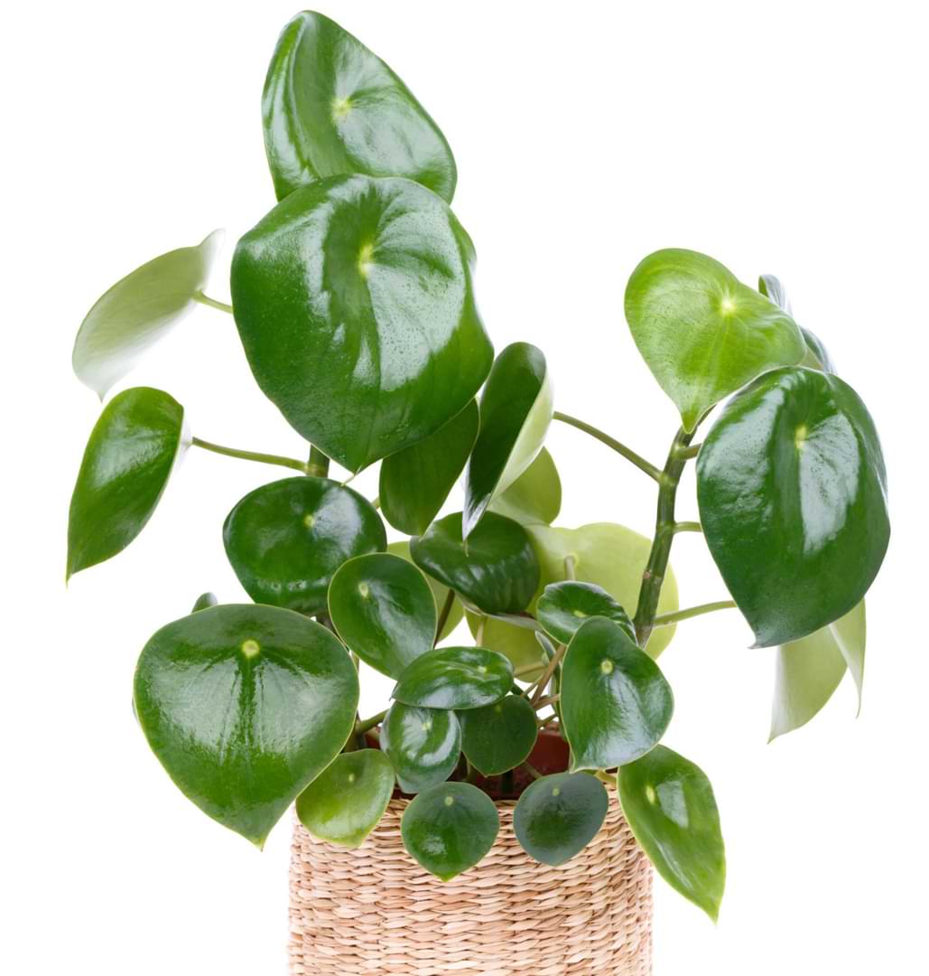The Best Fertilizer for Peperomia Plants