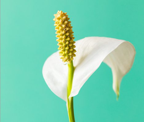 How Often to Water a Peace Lily
