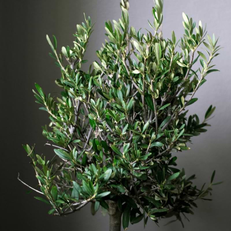 Koroneiki Greek Olive Tree – Grow Olives Inside - PlantingTree