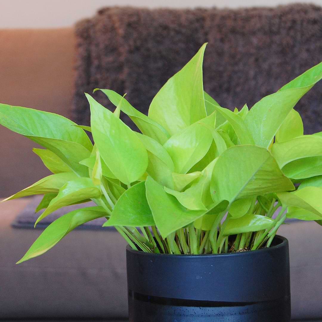 Neon pothos plant care is very easy. It is an eye-catching plant that will brighten up your space without a lot of work!