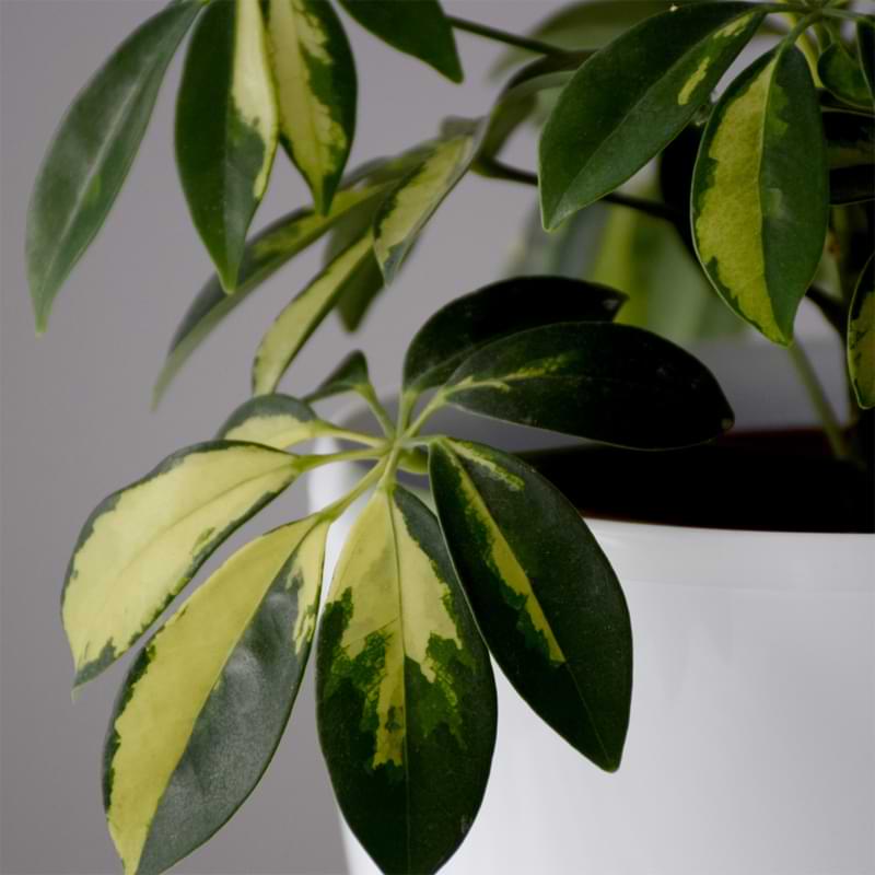 These plants are also known for being fairly easygoing. Read schefflera care tips. Umbrella trees make great beginner plants!