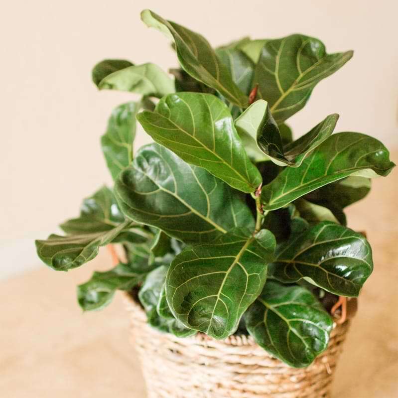 The Easiest Houseplants to Grow