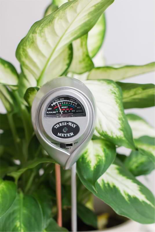 How to Use a Soil Meter on Your Houseplants (With Video