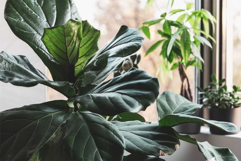 Dive into the reasons why and how plants are taking care of your mental health. Discover how plants can boost your mood and more. 