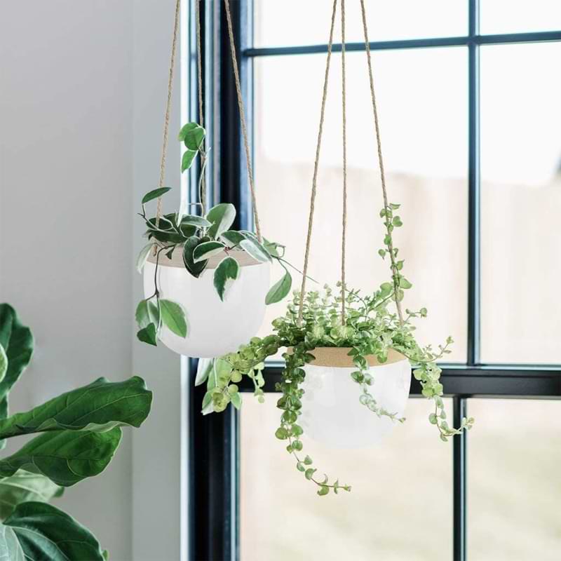 Hanging Plants 