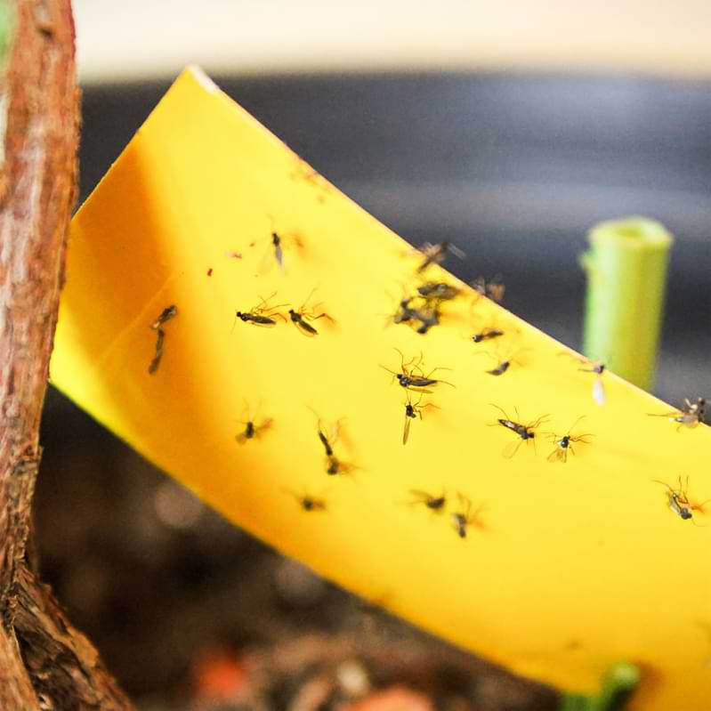 A basic knowledge of houseplant insect control is crucial for indoor plant owners, because at some point, you will have to deal with pests.