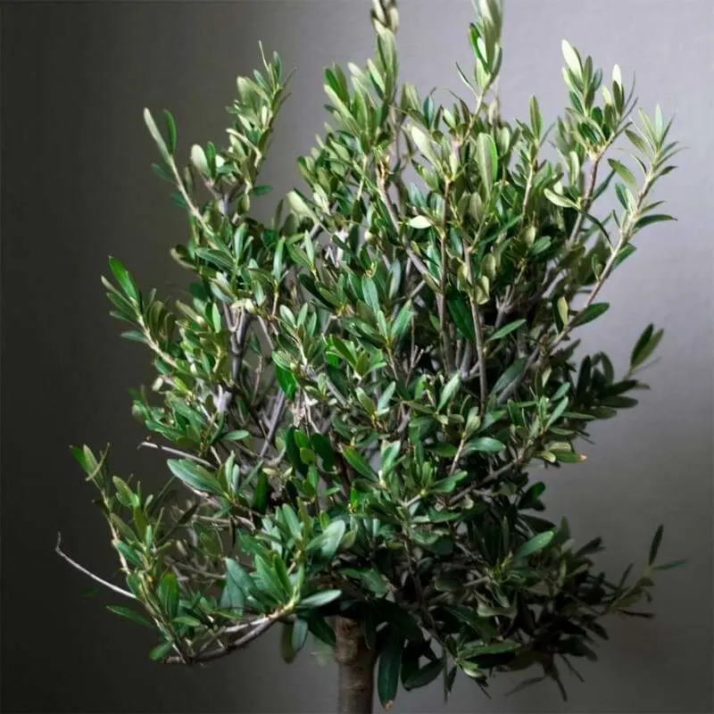 Indoor olive trees are becoming more popular on social media and in design publications for the delicate, rustic mood they can add to a space.