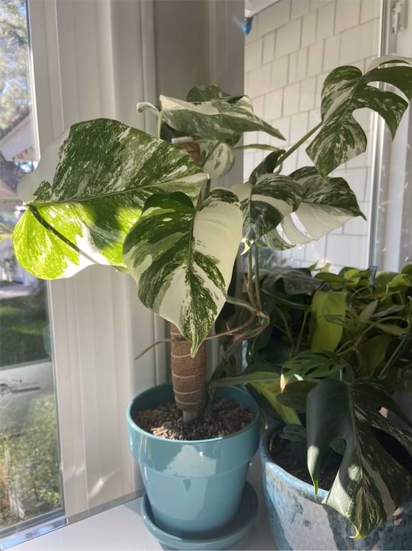 care for a monstera