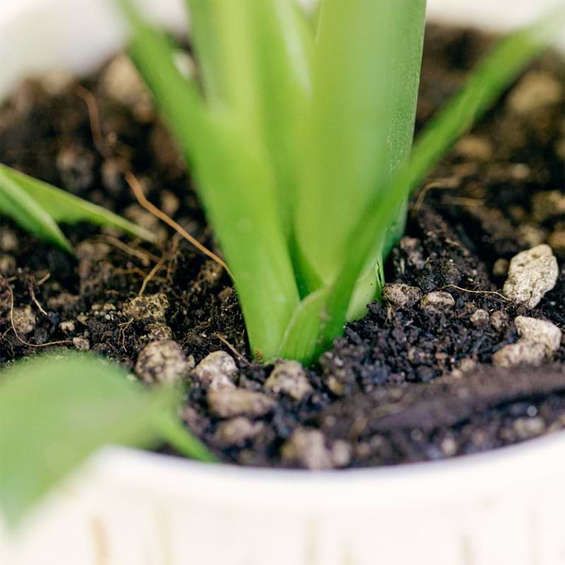 Peace lilies are a classic beginner-friendly houseplant. But, they require a great draining soil. So, what's the best soil for peace lilies?