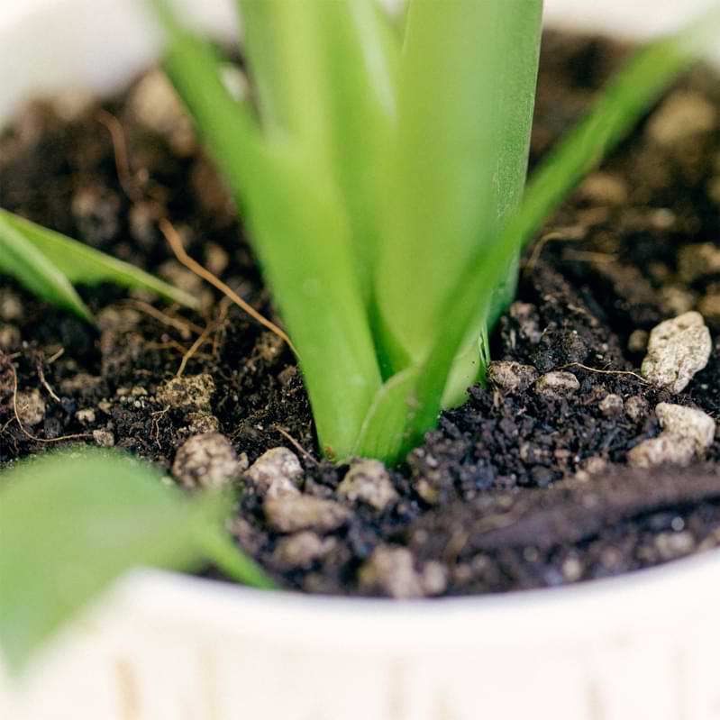 Neon Pothos Plant Care: Aroid Soil Mix