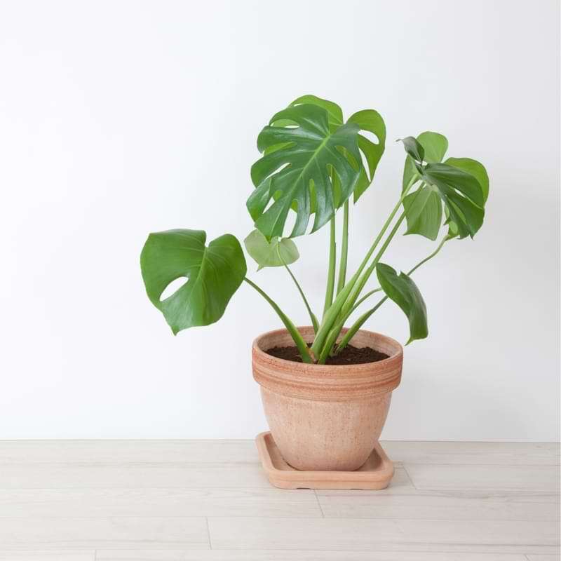 Monstera Plants are Easy to Care For