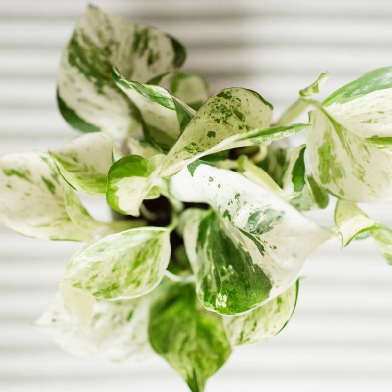 Neon pothos plant care is very easy. It is an eye-catching plant that will brighten up your space without a lot of work!