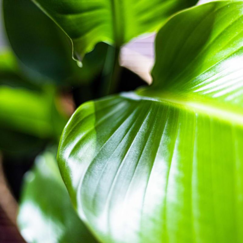 How to Make Plant Leaves Shiny and Glossy With Leaf Shine