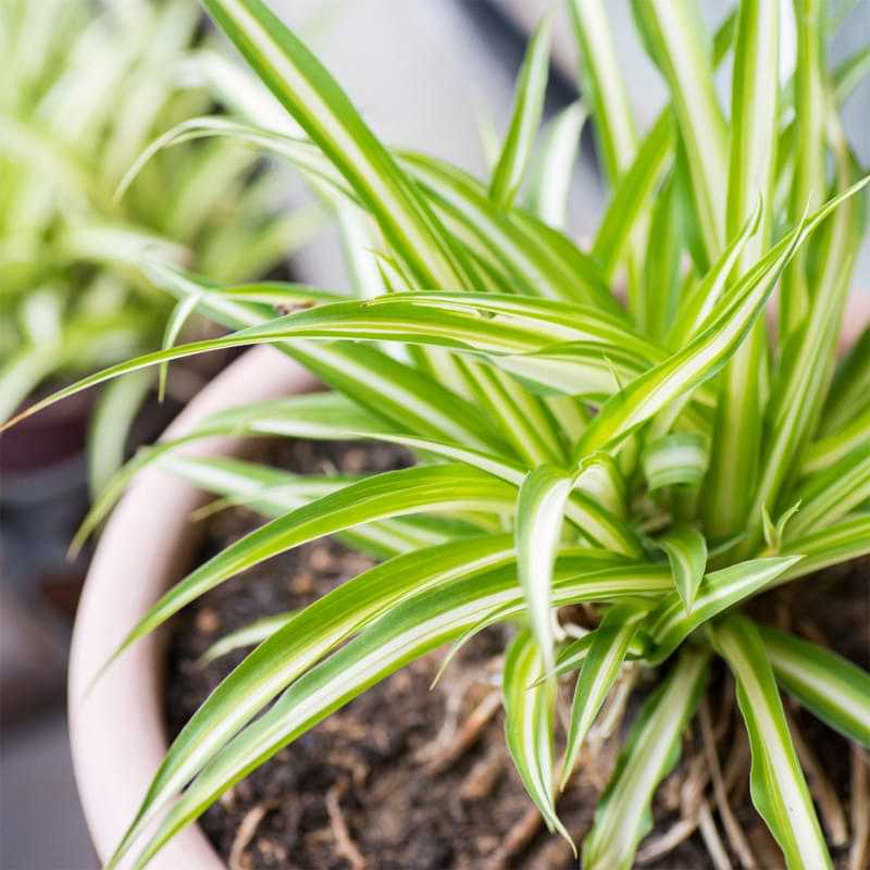 Spider Plants are easy houseplants to grow