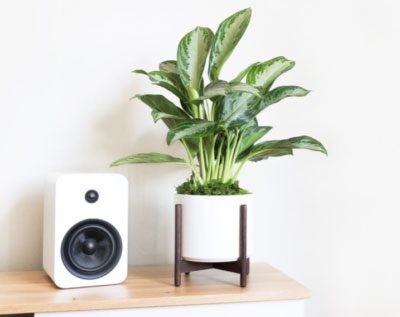Win this Plant Houseplant Club