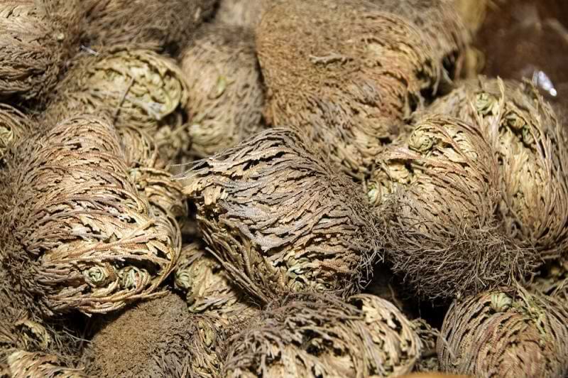 Rose of Jericho Plant Fertilzer Best Houseplant