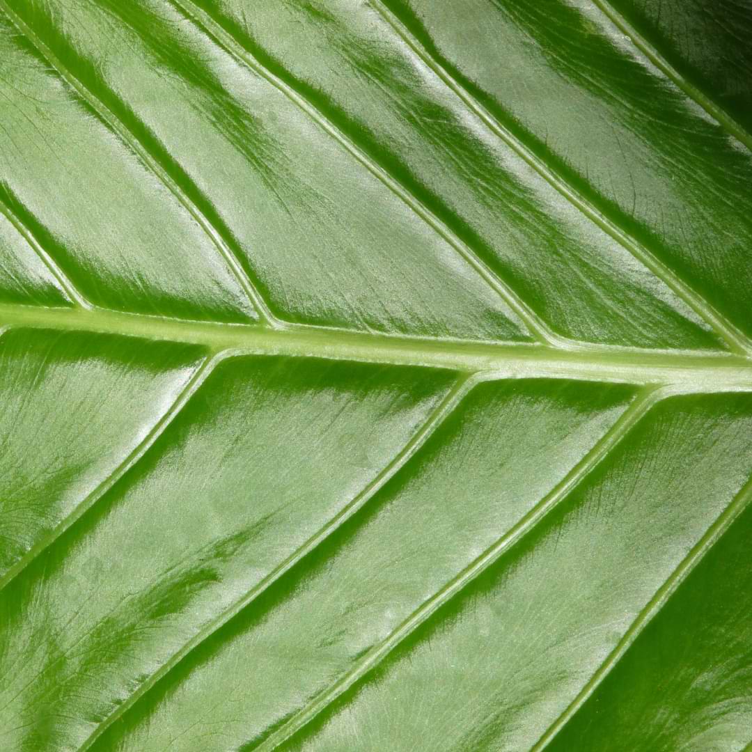Clean and Shine Plant Leaves
