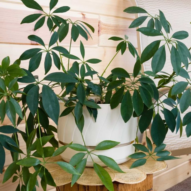 What Does a Plant Need to Survive and Grow?