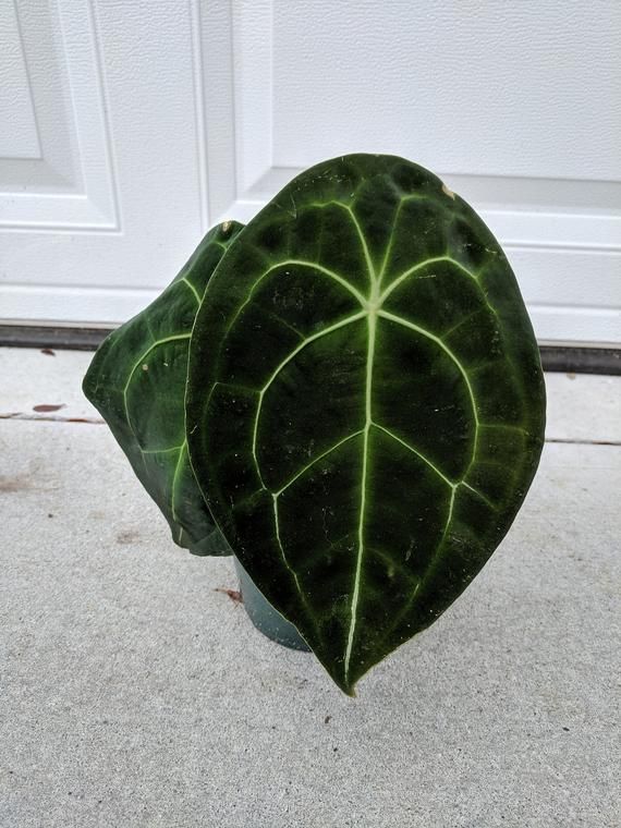 With proper Anthurium forgetii plant care, you will be rewarded with beautiful leaves that make a statement in any space.