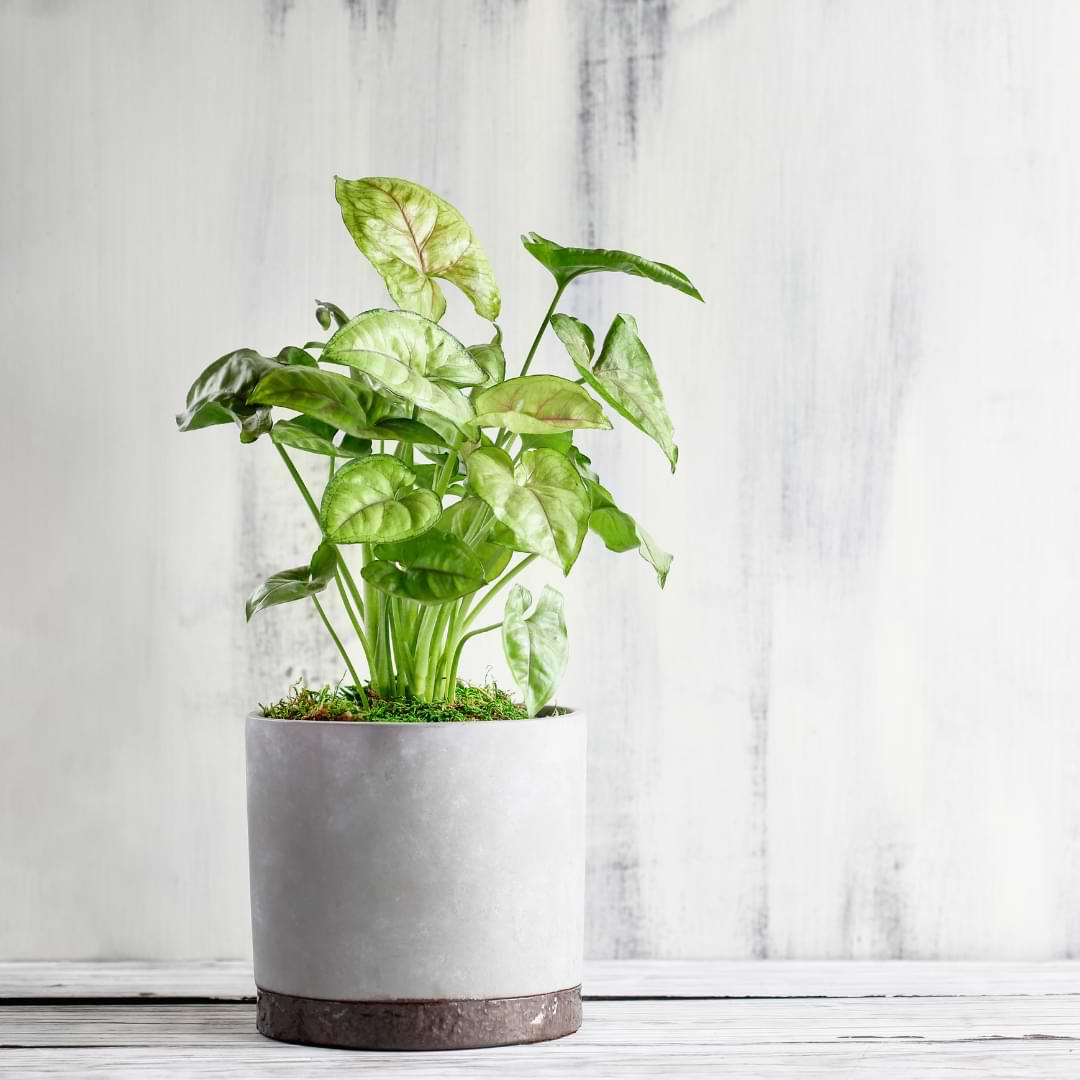 Arrowhead plant care is pretty straightforward, which makes it an easy plant for beginners! It is a beautiful and easygoing houseplant