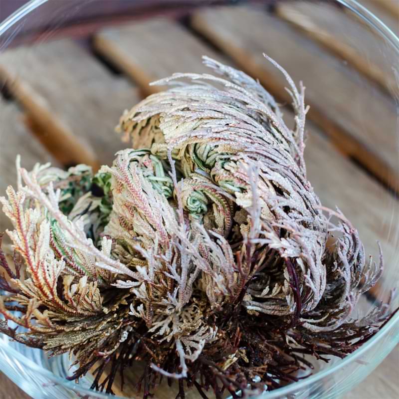 Ready to add this unique plant to your houseplant collection? We thought so. But where do you buy a rose of Jericho online?