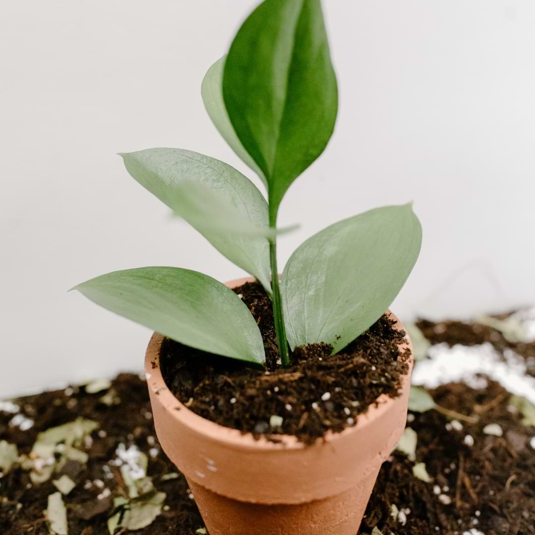 Learning how to add beneficial microbes to soil as a probiotic supplement can help you grow healthier, more beautiful houseplants.