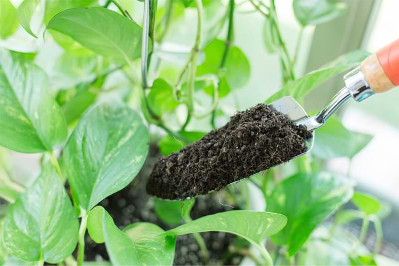 Premium indoor potting Soil