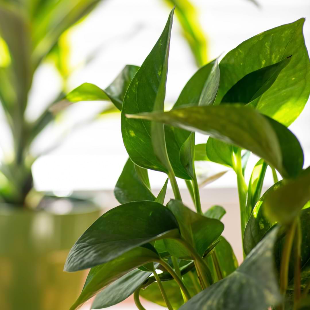 If you’re a houseplant lover, it’s crucial to know how to improve nutrient uptake in plants! Learn more about this process.