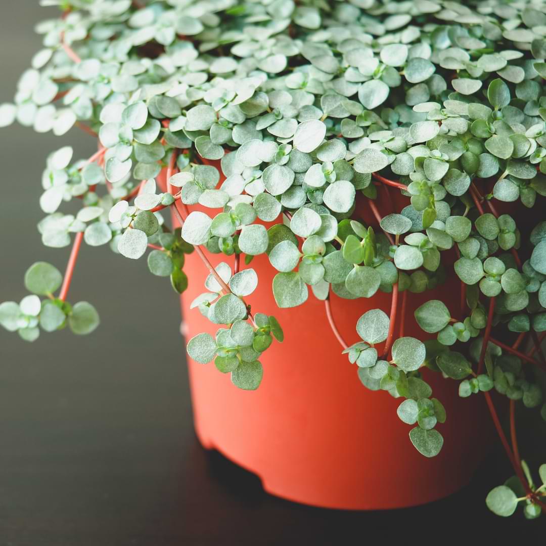 Pilea glauca is a fairly new pilea cultivar on the houseplant scene. Here’s everything you need to know about Pilea glauca care!