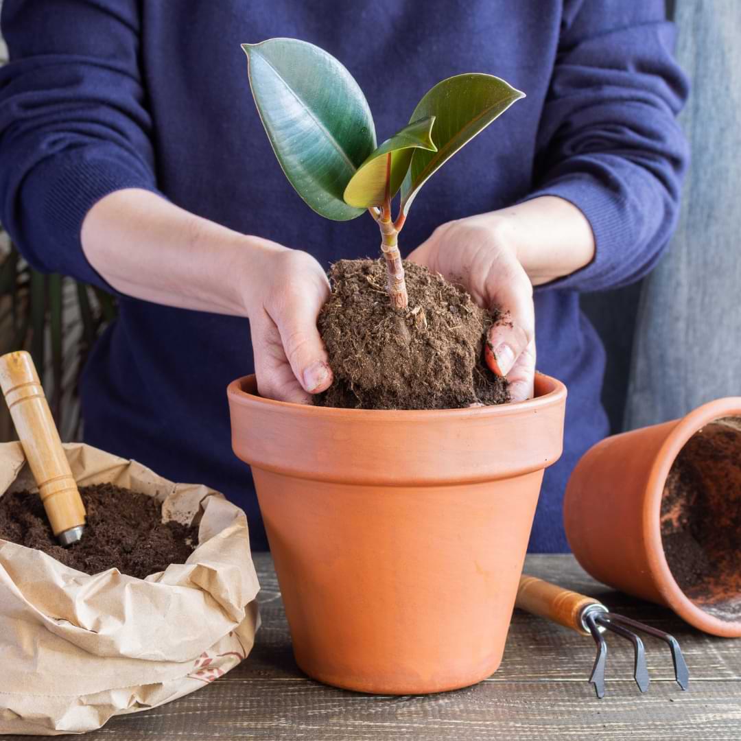 Learn what you need to know about probiotics for plants so you can decide whether to use them in your plant care regimen.