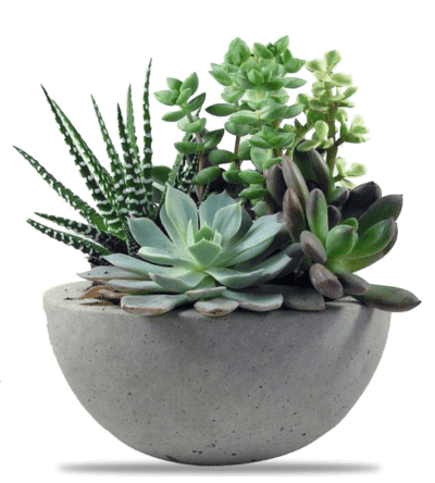 Houseplants for Beginners Webinar | Houseplant Resource Center