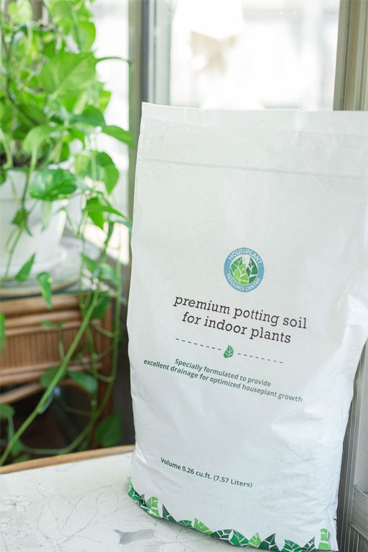 potting soil for Boston fern propagation
